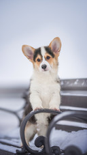 The little Corgi playing in the snow