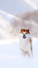 如何分辨秋田犬和柴犬