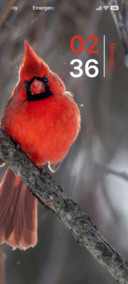 Scarlet Song