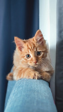 Cute Cat Lying on The Sofa