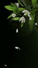 清雅