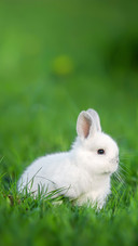Little White Rabbit Sitting in The Grass