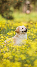 Why do humans need puppies 29