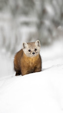 A Cute Marten on The Snow