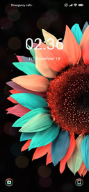 Colorful sunflower