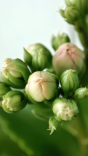 Macro Plant with 11lite 5g