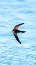 Do footless birds really exist
