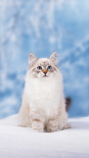 A Kitten on Winter Nature In Snow