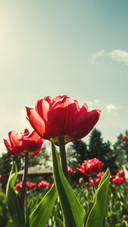 Beautiful flowers
