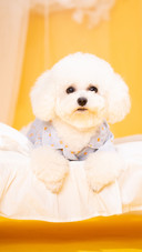 A bichon frise on the indoor bed