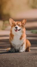 Welsh Corgi Pembroke at the Forest