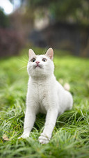 Pet cat71