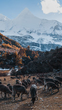 Antelopes Forage on The Grassland