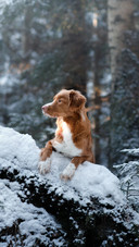A Cute Dog Lying on The Snow