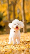 Bichon Frise dog sitting outdoors on fallen leaves in autumn