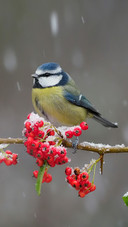 A Bird Standing on Branch in A Snowy Day