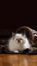 Fluffy Kitten on Brown in a Plaid