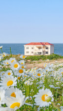 The little daisies blooming by the seaside