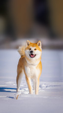 Akita inu dog standing on snow during daytime