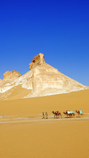 Desert camel-02