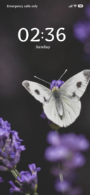 Purple Butterfly