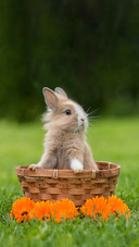 Little Funny Rabbit Sitting in the Basket