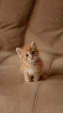 A little red kitten
