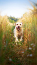 Dog368