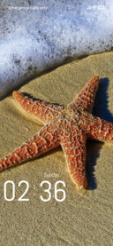 Starfish