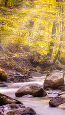 Yellow leaf stream
