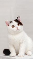 猫咪神气的小胡须