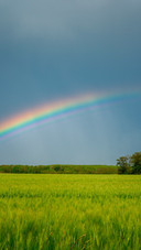 Rainbow behind the wheat field