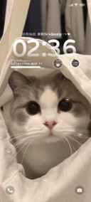 手提袋里可爱猫猫