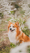 Dog (2)