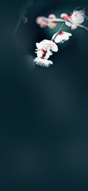 梅香一缕