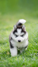 A Cute Puppy Siberian Husky on Grass