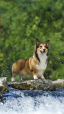 Dog (3)