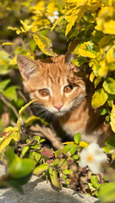 Sunshine and the orange cat