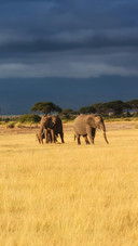 The Elephant And Its Cub Foraging on The Grass