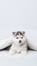 Little Husky Puppy Lying Under a Blanket at Home