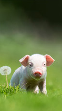 animal8