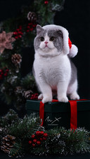 Cat (7)