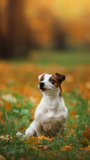 Dog377
