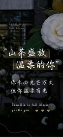 山茶盛放温柔的你