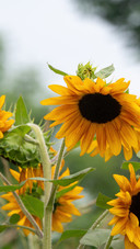 Sunflowers bloom towards the sun in summer