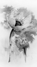Lotus in ink