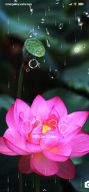 Lotus flower red