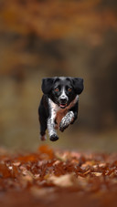 Letter from the little dog in the forest 2
