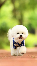 比熊犬的前世今生
