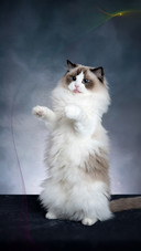 A ragdoll cat playing seriously